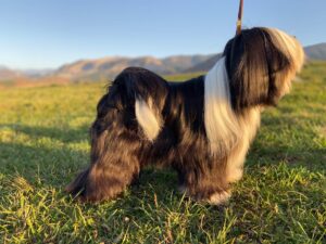 Tibetský teirér #3 Pes