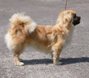 Tibetský španiel #1 pes