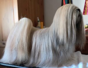 Lhasa apso #2 pes