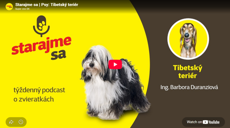 podcast tibetsky terier