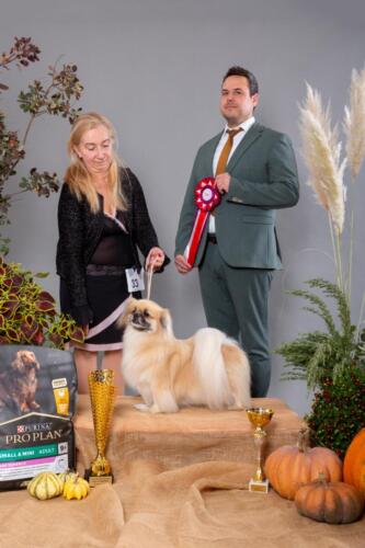 BIS 2 WinnerTibetan SpanielBRILL PADFME BILLY ELLIOT