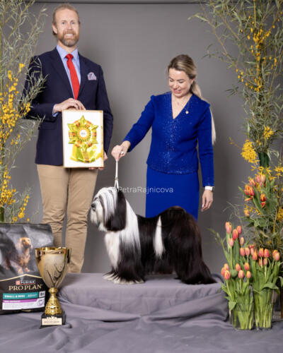 Best In Show 1TIBETAN TERRIER	TI LA SHU DRAMA QUEEN