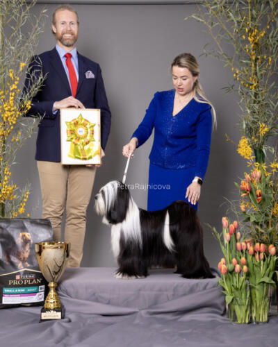 Best In Show 1TIBETAN TERRIER	TI LA SHU DRAMA QUEEN