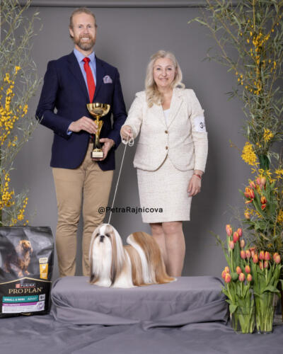 Best In Show 3SHIH-TZU	CAIRITHY-KIM MAGIC ANALAND