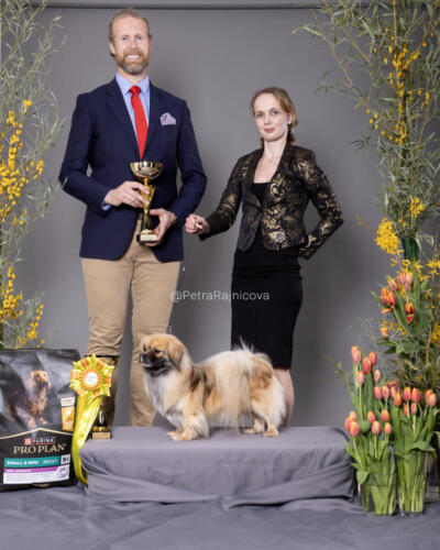 Best In Show 4TIBETSKÝ ŠPANIEL	KIIRAMANNA DIAMONDS IN THE SKY