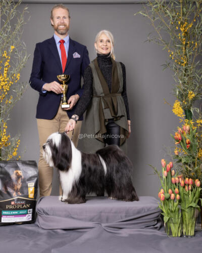 BIS Čestnej triedy1TIBETAN TERRIER	CLAN OF PAULENS AKYRO