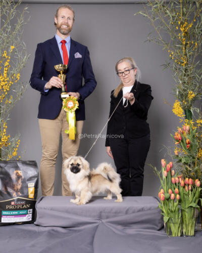 BIS PuppyTIBETSKÝ ŠPANIEL	BRILL PADME TIBET HEART