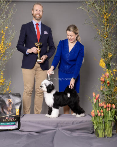 BIS Minor puppy1TIBETAN TERRIER	SUN KOSI ATOMIC KID TI LA SHU	