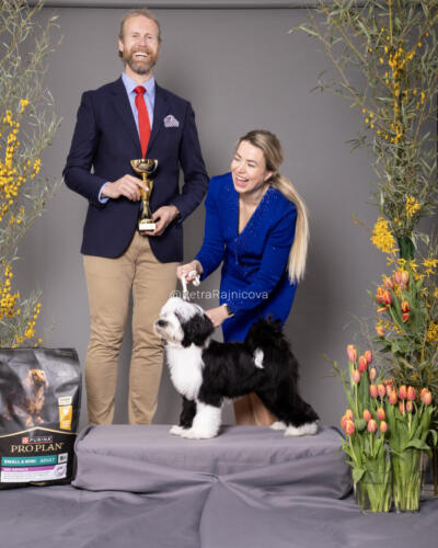 BIS Minor puppy1TIBETAN TERRIER	SUN KOSI ATOMIC KID TI LA SHU	