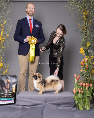 TIBETSKÝ ŠPANIEL	POMPON PERLA MAHAGON Klubový víťaz
