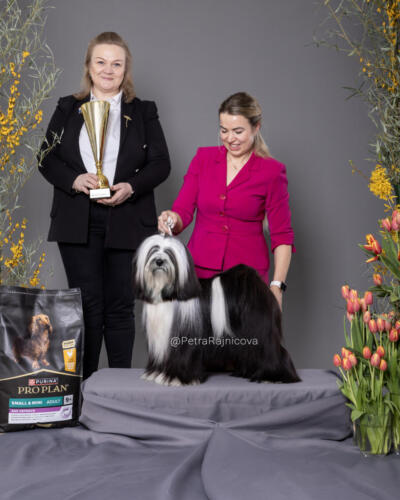 Best In Show 2TIBETAN TERRIER	TI LA SHU DRAMA QUEEN	