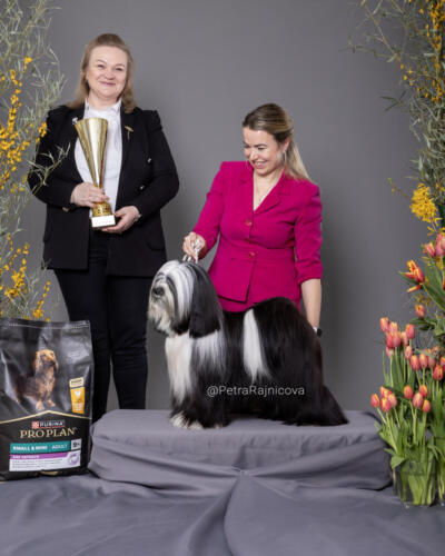 Best In Show 2TIBETAN TERRIER	TI LA SHU DRAMA QUEEN	