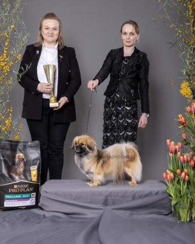 Best In Show 3TIBETSKÝ ŠPANIEL	KIIRAMANNA DIAMONDS IN THE SKY