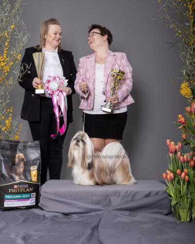 Best in Show 4SHIH-TZU	LOVELY BABY BOY Z KOJCA COLI	