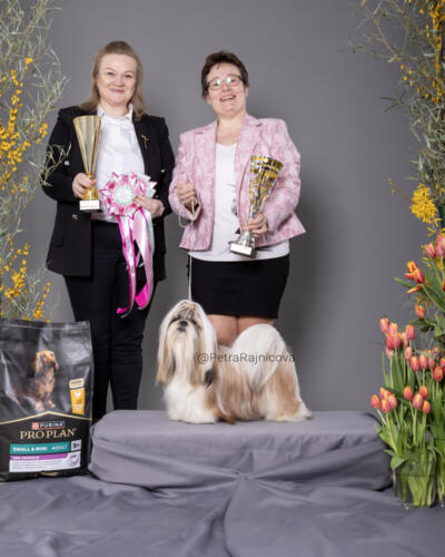 Best in Show 4SHIH-TZU	LOVELY BABY BOY Z KOJCA COLI	